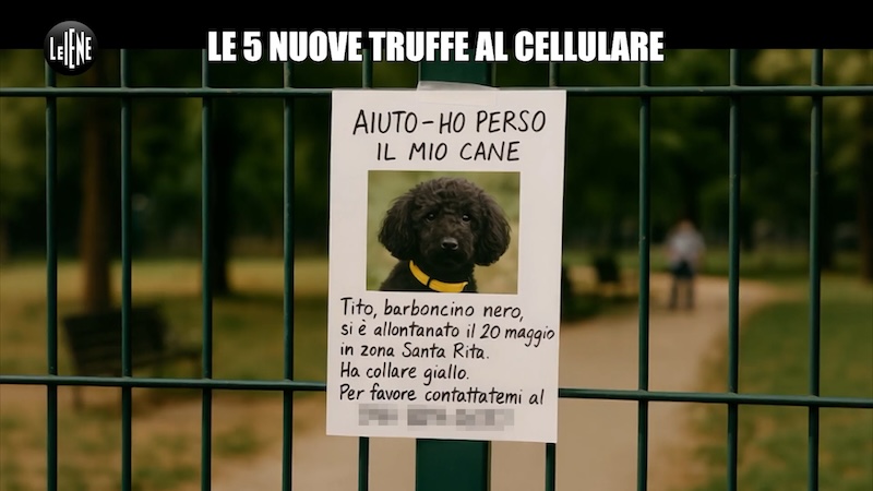 Servizio de Le Iene sul cane smarrito e ritrovato